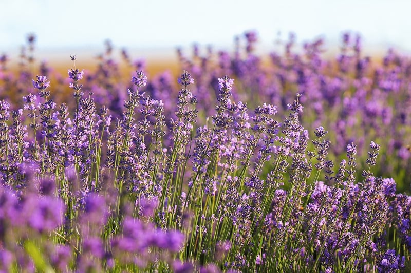 Lavender Centerpiece
